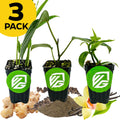 Three small Wellspring Gardens pots labeled VG display common ginger, black pepper, and vanilla bean plants. A yellow "3 PACK" label is in the top left corner. Product: Bundle (3) of Most Popular Spices.