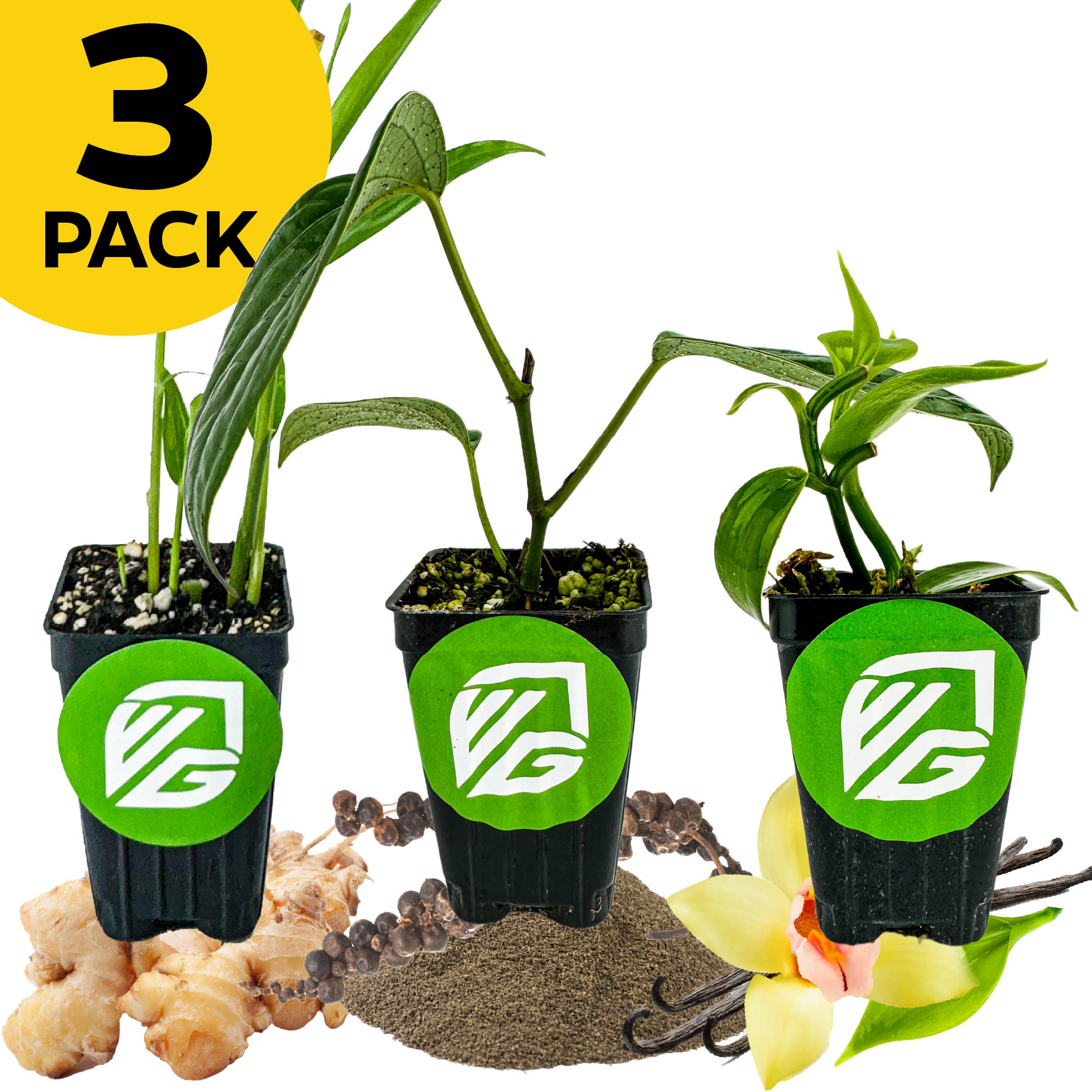 Three small Wellspring Gardens pots labeled VG display common ginger, black pepper, and vanilla bean plants. A yellow "3 PACK" label is in the top left corner. Product: Bundle (3) of Most Popular Spices.