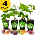 Four potted fig trees—Black Mission, Chicago, Olympian, and Lattarula—by Wellspring Gardens in black containers with green logos, whole/sliced figs around them, and a yellow “Fig Tree 4-Pack” label at top left. Self-pollinating for easy growing.
