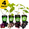 A 4 PACK of Wellspring Gardens Muscadine Grapes—Alachua, Carlos, Delicious, and Southern Home—are shown in black pots with green and white labels, each in a row with different colored grapes in front.
