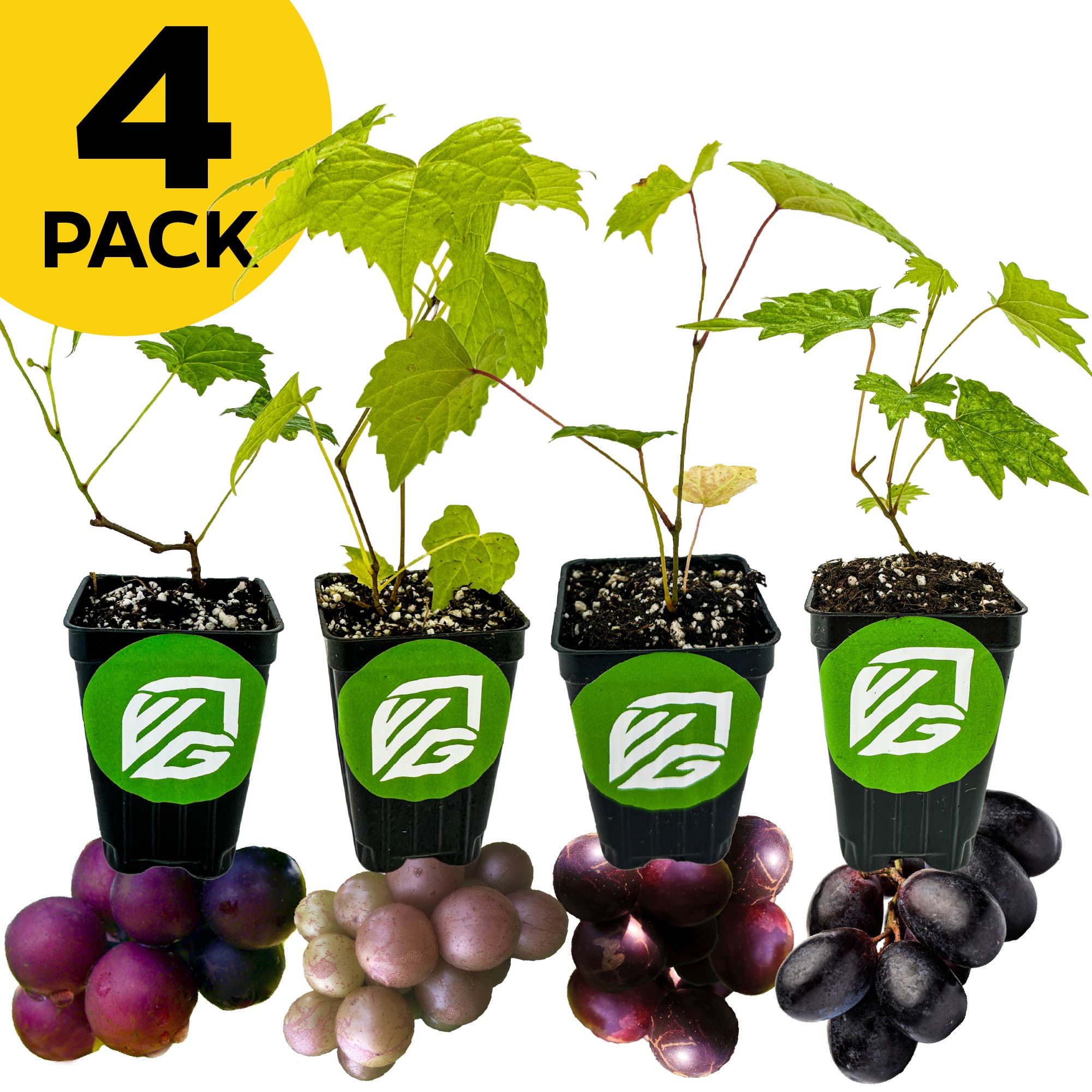 A 4 PACK of Wellspring Gardens Muscadine Grapes—Alachua, Carlos, Delicious, and Southern Home—are shown in black pots with green and white labels, each in a row with different colored grapes in front.