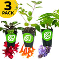 Bundle of 3 Wellspring Gardens Native Pollinators—Cardinal, Trumpet, and Wisteria—each in a small pot with green leaves and a colorful hummingbird flower. Yellow "3 Pack" label top left, pots display the green VG logo.