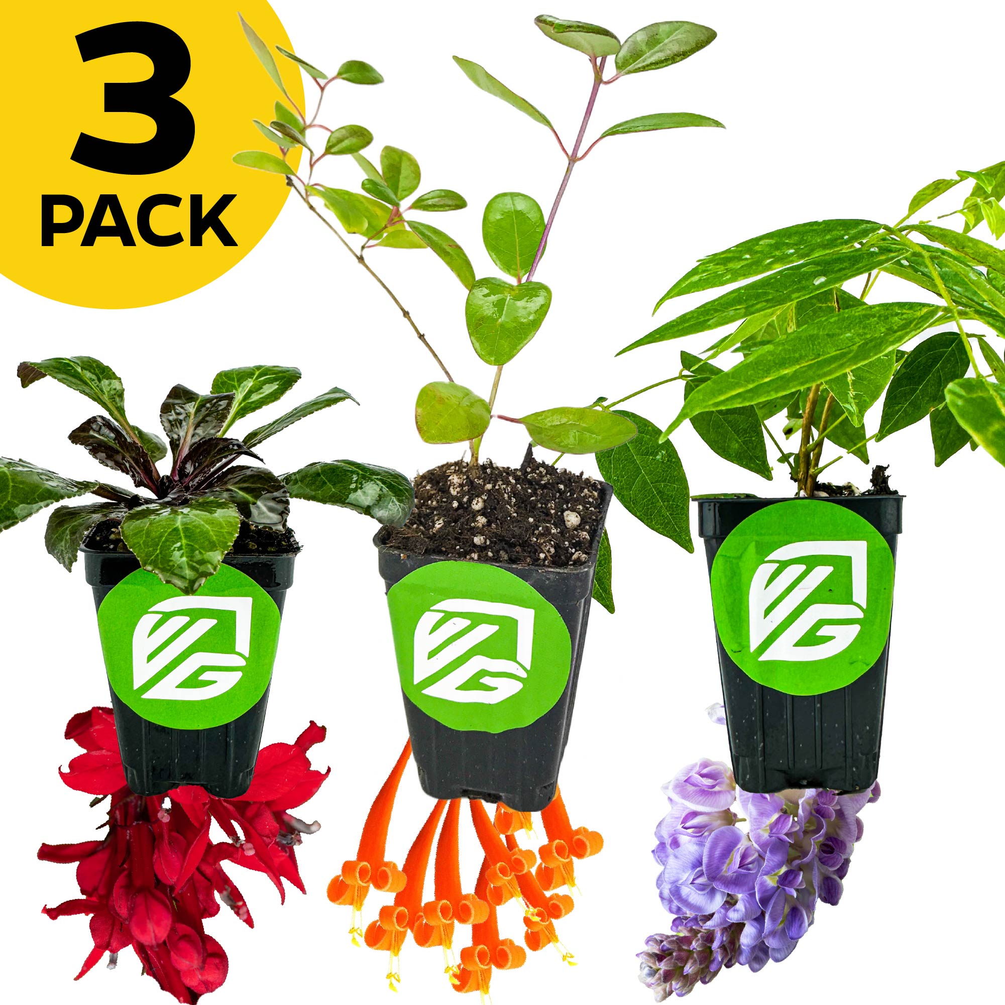 Bundle of 3 Wellspring Gardens Native Pollinators—Cardinal, Trumpet, and Wisteria—each in a small pot with green leaves and a colorful hummingbird flower. Yellow "3 Pack" label top left, pots display the green VG logo.