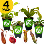 Wellspring Gardens Bundle (4) of Nepenthes—Alata, Lady Luck, Miranda, and St Gaya—features four small potted carnivorous pitcher plants in black pots with green logos. A yellow "4 Pack" label appears at the top left.