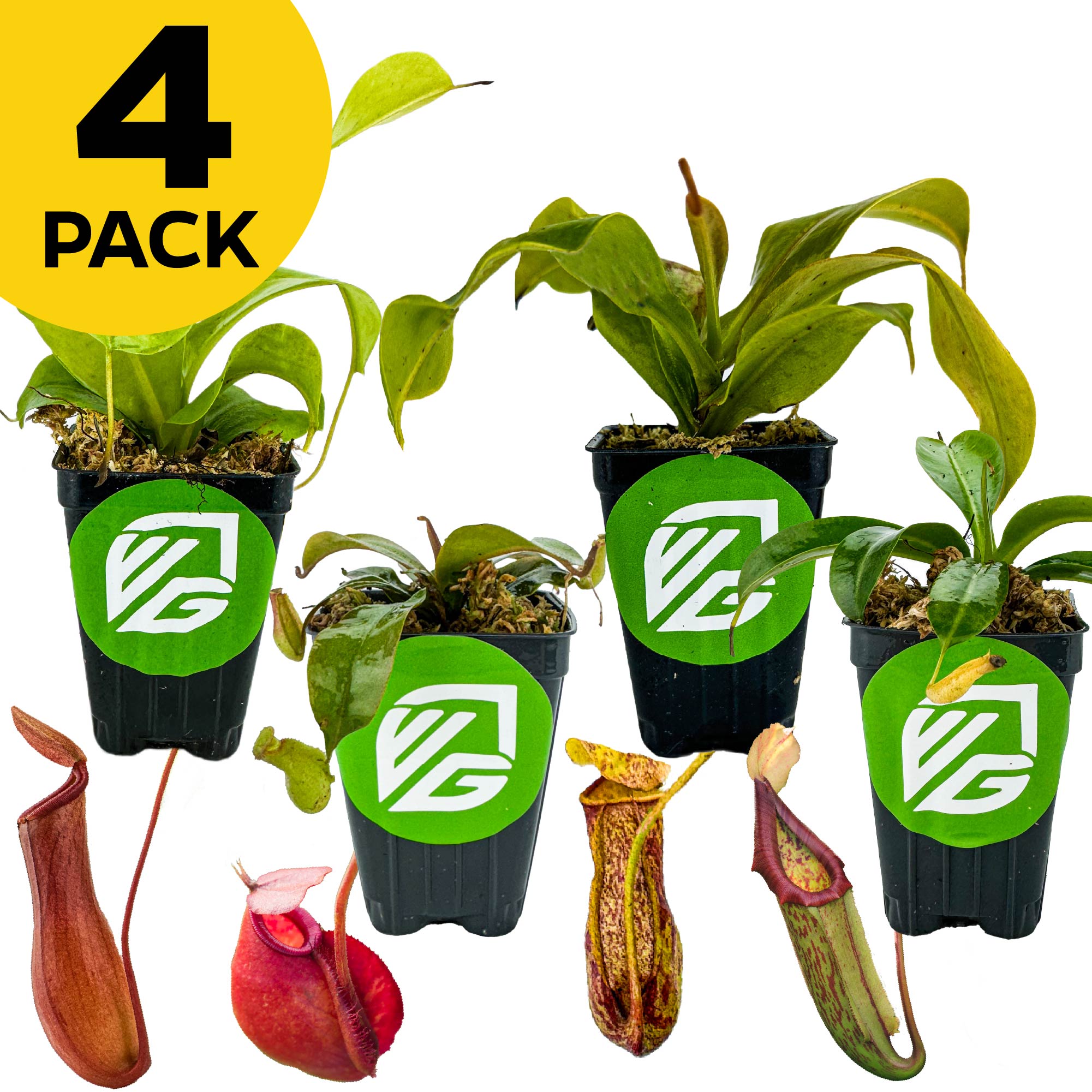 Wellspring Gardens Bundle (4) of Nepenthes—Alata, Lady Luck, Miranda, and St Gaya—features four small potted carnivorous pitcher plants in black pots with green logos. A yellow "4 Pack" label appears at the top left.