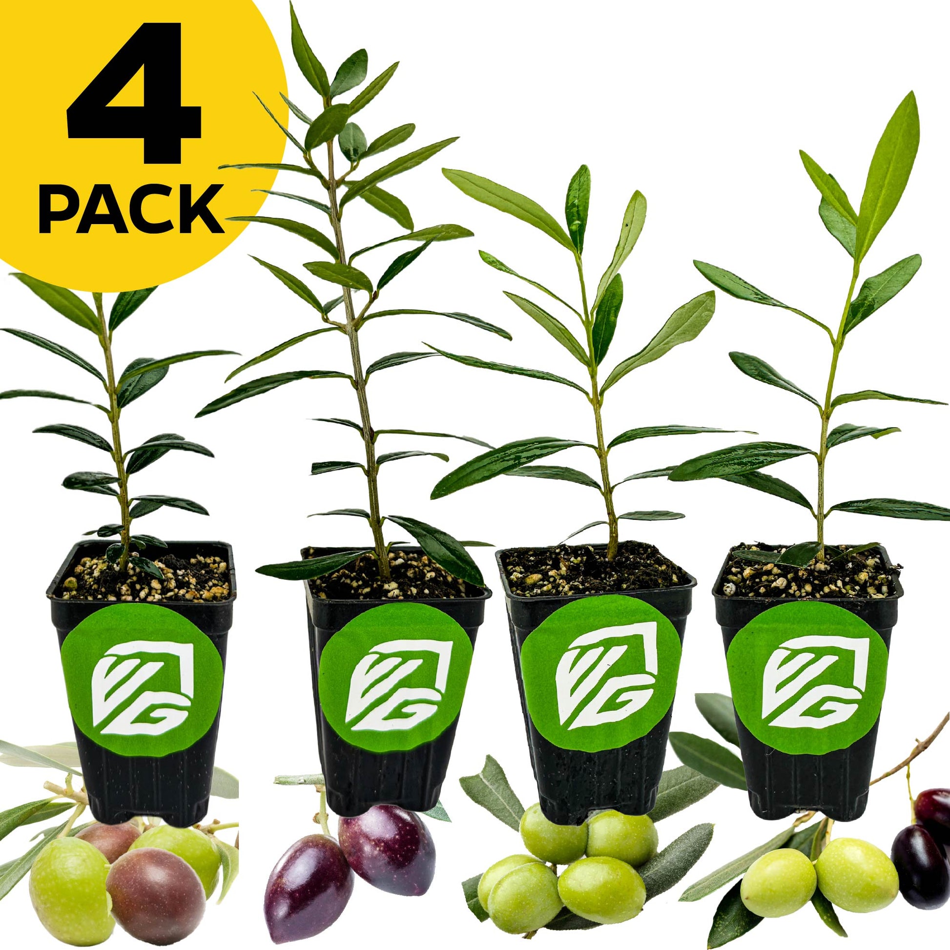 Bundle (4) of Olives: Arbequina + Chemlali + Coratina + Leccino
