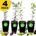 Four premium olive tree varieties—Arbequina, Chemlali, Coratina & Leccino—from Wellspring Gardens in black pots with green logos, arranged in a row. Fresh olives at the base; “4 PACK” text in a yellow circle. Ideal for oil production.