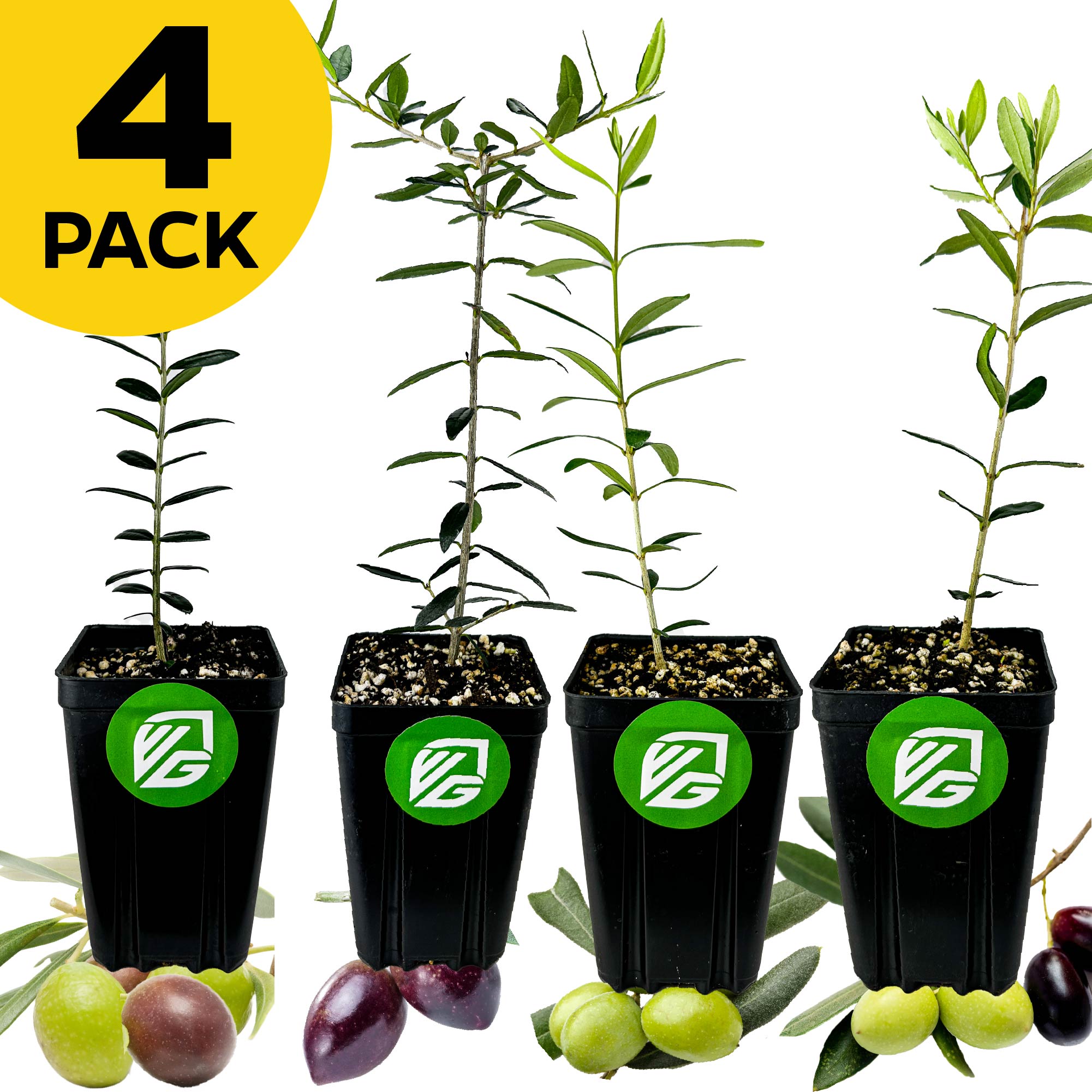 Four premium olive tree varieties—Arbequina, Chemlali, Coratina & Leccino—from Wellspring Gardens in black pots with green logos, arranged in a row. Fresh olives at the base; “4 PACK” text in a yellow circle. Ideal for oil production.