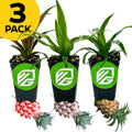 A bundle of three ornamental pineapple plants—Cathy Red, Mi Amigo, and Mini Me—from Wellspring Gardens is shown in black pots with green VG logos. Each features spiky leaves and a small fruit. A yellow circle reads “3 PACK.”.