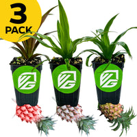 Bundle (3) of Ornamental Pineapples: Cathy Red + Mi Amigo + Mini Me