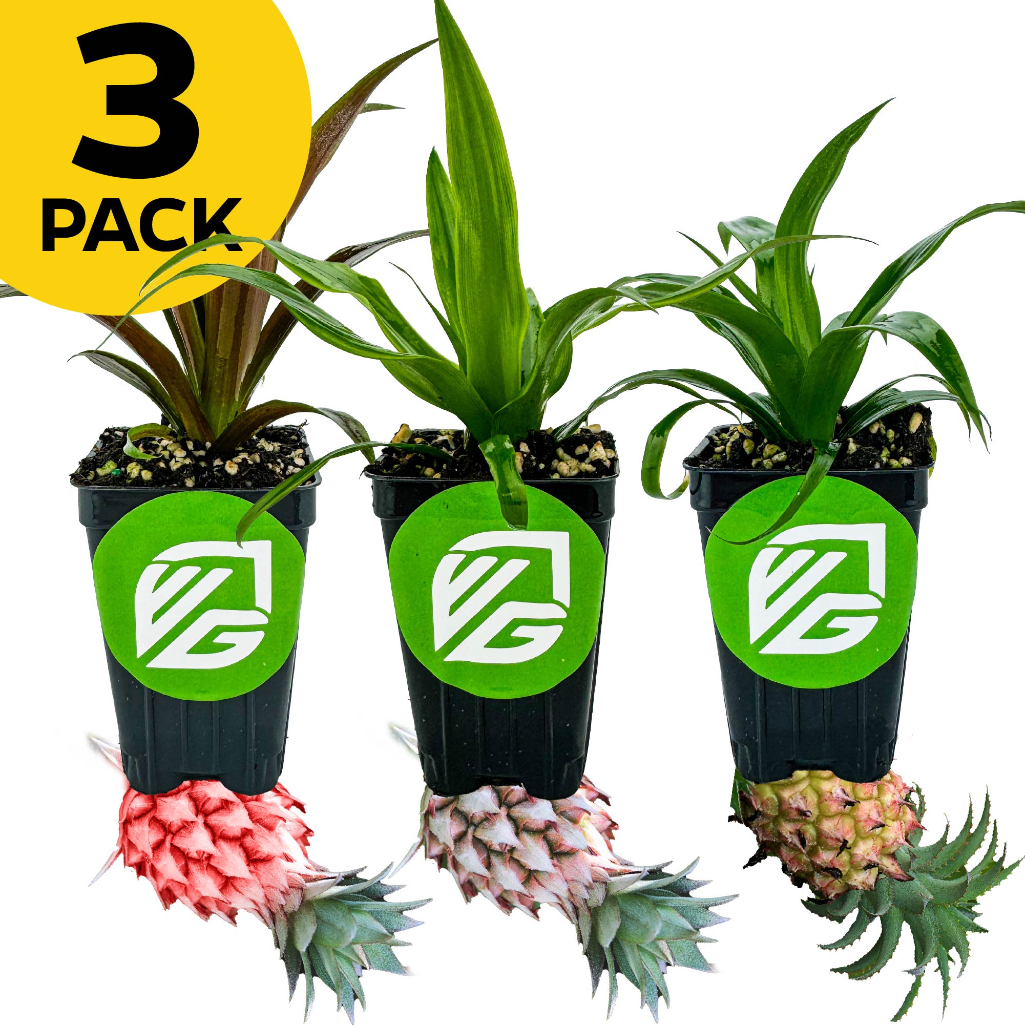 A bundle of three ornamental pineapple plants—Cathy Red, Mi Amigo, and Mini Me—from Wellspring Gardens is shown in black pots with green VG logos. Each features spiky leaves and a small fruit. A yellow circle reads “3 PACK.”.