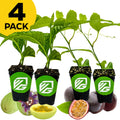 A Wellspring Gardens Bundle (4) of Passionfruits—2 Granadillas and 2 Purple Possums—sits in black pots with logos, flanked by cut passionfruits and guavas. A yellow “4 Pack” label is at the top left. Ideal butterfly host plants.