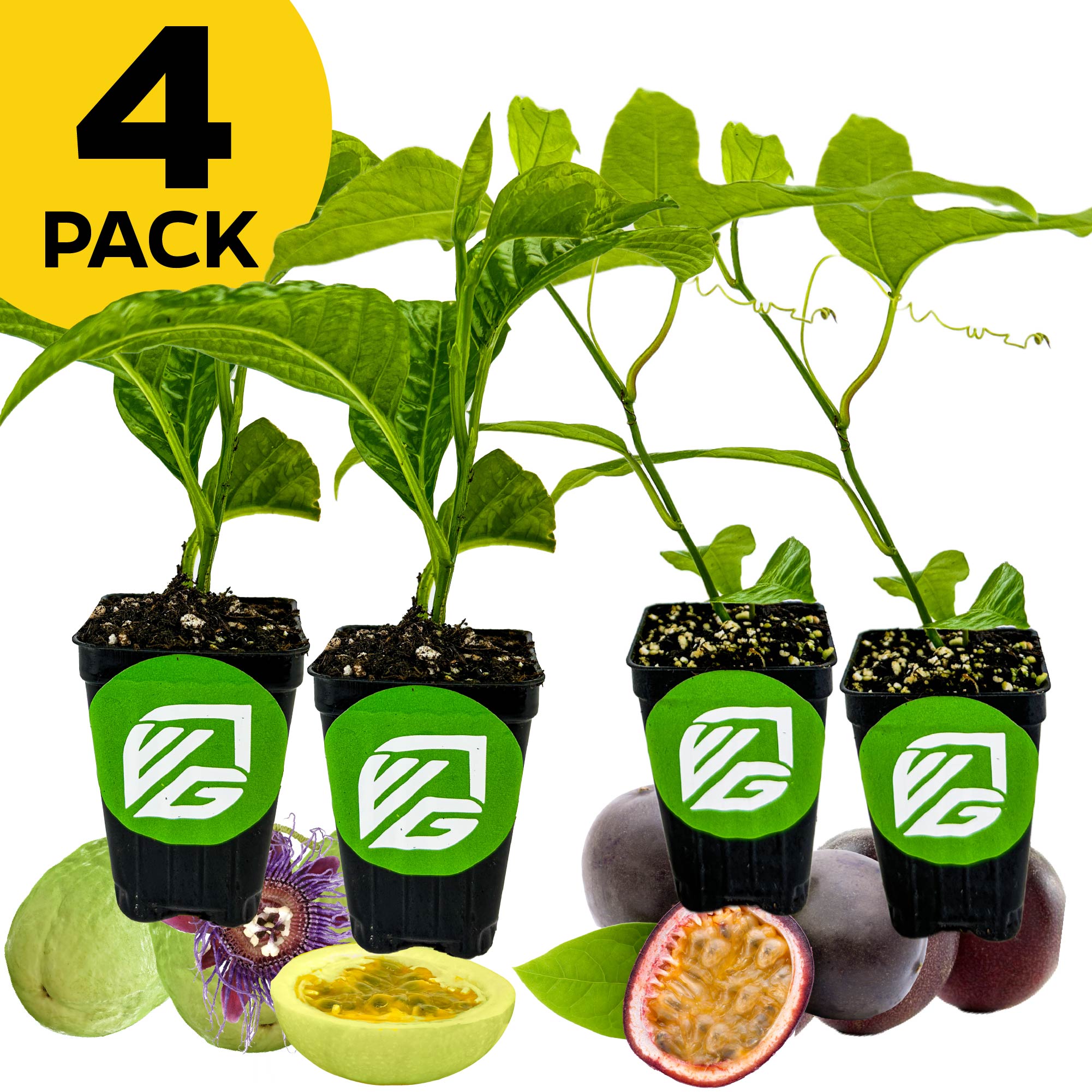 A Wellspring Gardens Bundle (4) of Passionfruits—2 Granadillas and 2 Purple Possums—sits in black pots with logos, flanked by cut passionfruits and guavas. A yellow “4 Pack” label is at the top left. Ideal butterfly host plants.