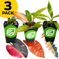 The Wellspring Gardens Bundle includes three small Philodendrons—Pink Princess, Prince of Orange, and Ring of Fire—in black pots with green logos. A yellow "3 PACK" circle is shown, with three single leaves displayed in front.