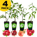 Four Russian pomegranate saplings—Afganski, Parfyanka, Salavatski, Sirenevyi—from Wellspring Gardens in black pots with green and white logo. Ripe whole and halved pomegranates in front. Yellow label: 4 PACK—cold hardy varieties for any garden.