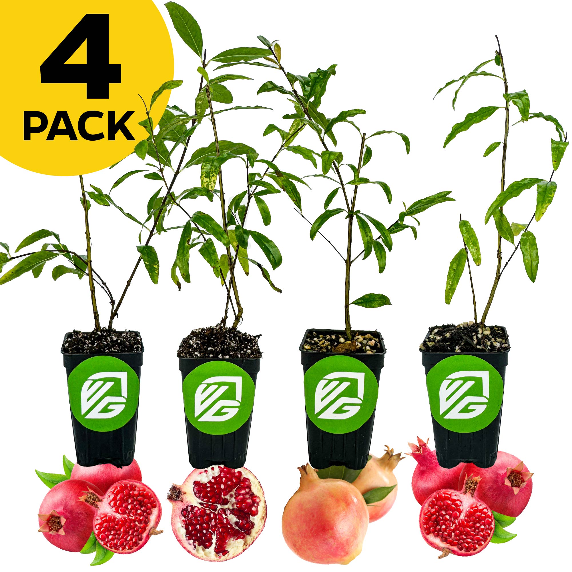 Four Russian pomegranate saplings—Afganski, Parfyanka, Salavatski, Sirenevyi—from Wellspring Gardens in black pots with green and white logo. Ripe whole and halved pomegranates in front. Yellow label: 4 PACK—cold hardy varieties for any garden.