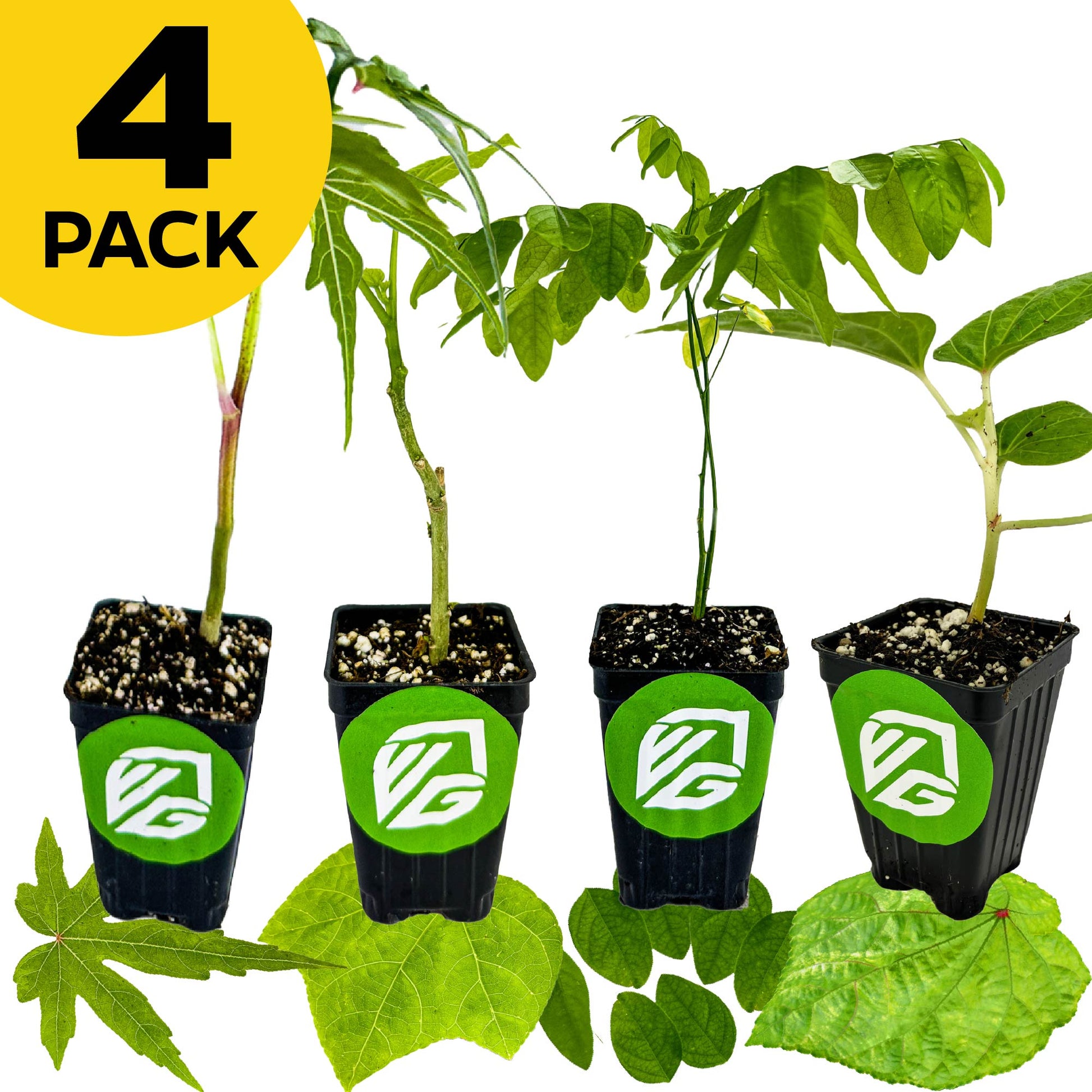Bundle (4) of Salad Trees: Auntie Lilli's + Chief Kubo + Kiko's Crump + Katuk