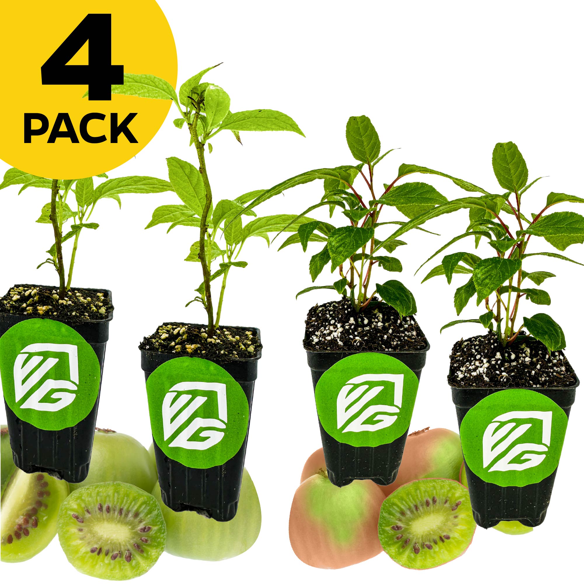 Four small potted Wellspring Gardens kiwis—2 Issais and 2 Prolifics—are shown above whole and sliced kiwi fruits. A yellow circle at the top left reads "4 PACK," perfect for adding self-fertile kiwis to your garden or grow containers.