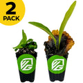 A 2 PACK from Wellspring Gardens features two small potted Staghorn ferns (Elephantotis & Netherlands) with green leaves side by side and a green and white VG logo. The plant on the right has a brown leaf.