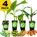 Wellspring Gardens Bundle (4) of Midsize Banana Plants—Ice Cream, Lacatan, Nendran, and Red Dacca—with green, yellow, and red bananas shown in front. A yellow circle in the top left corner says "4 PACK" in bold black letters.