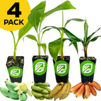 Wellspring Gardens Bundle (4) of Midsize Banana Plants—Ice Cream, Lacatan, Nendran, and Red Dacca—with green, yellow, and red bananas shown in front. A yellow circle in the top left corner says "4 PACK" in bold black letters.