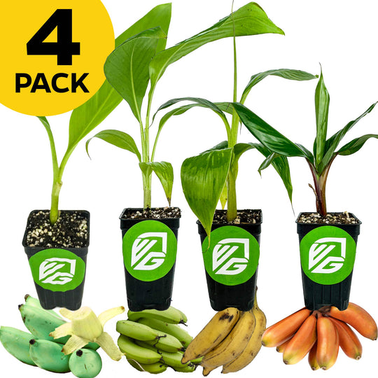 Bundle (4) of Midsize Banana Plants: Ice Cream + Lacatan + Nendran + Red Dacca