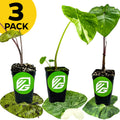 A bundle of three Spotted Colocasias—Elepaio, Lemon Lime, and Mojito—from Wellspring Gardens is displayed in black pots with the brand logo, set on patterned leaves. A yellow "3 PACK" circle highlights this tropical garden plant trio.