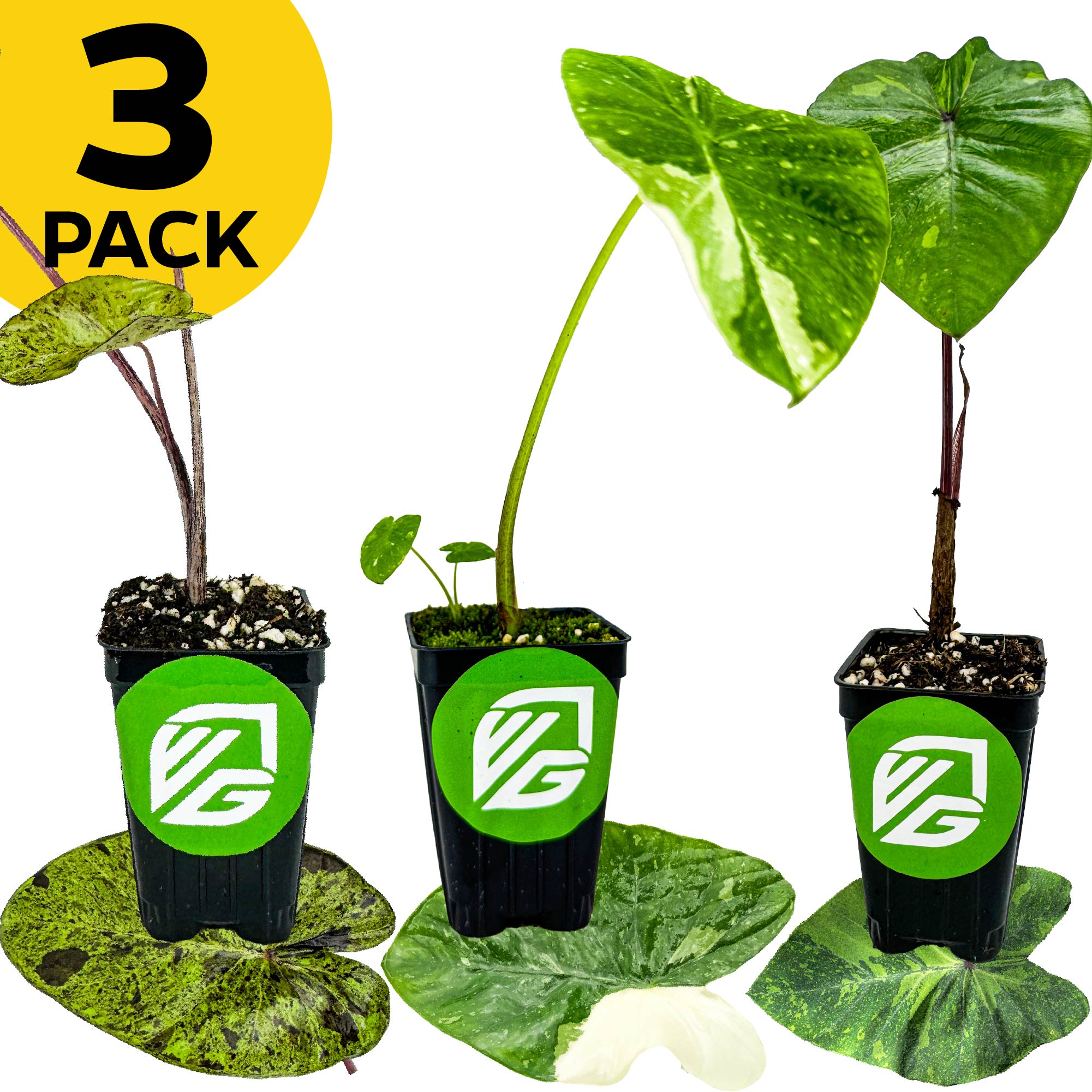A bundle of three Spotted Colocasias—Elepaio, Lemon Lime, and Mojito—from Wellspring Gardens is displayed in black pots with the brand logo, set on patterned leaves. A yellow "3 PACK" circle highlights this tropical garden plant trio.