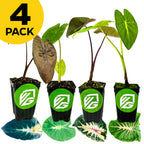 Bundle of 4 Wellspring Gardens Colocasias (Nancyana, Tropical Storm, Waikiki, White Lava) features heart-shaped leaves and a green logo on each pot. A yellow circle says "4 PACK" at top left; leaf varieties shown below each plant.