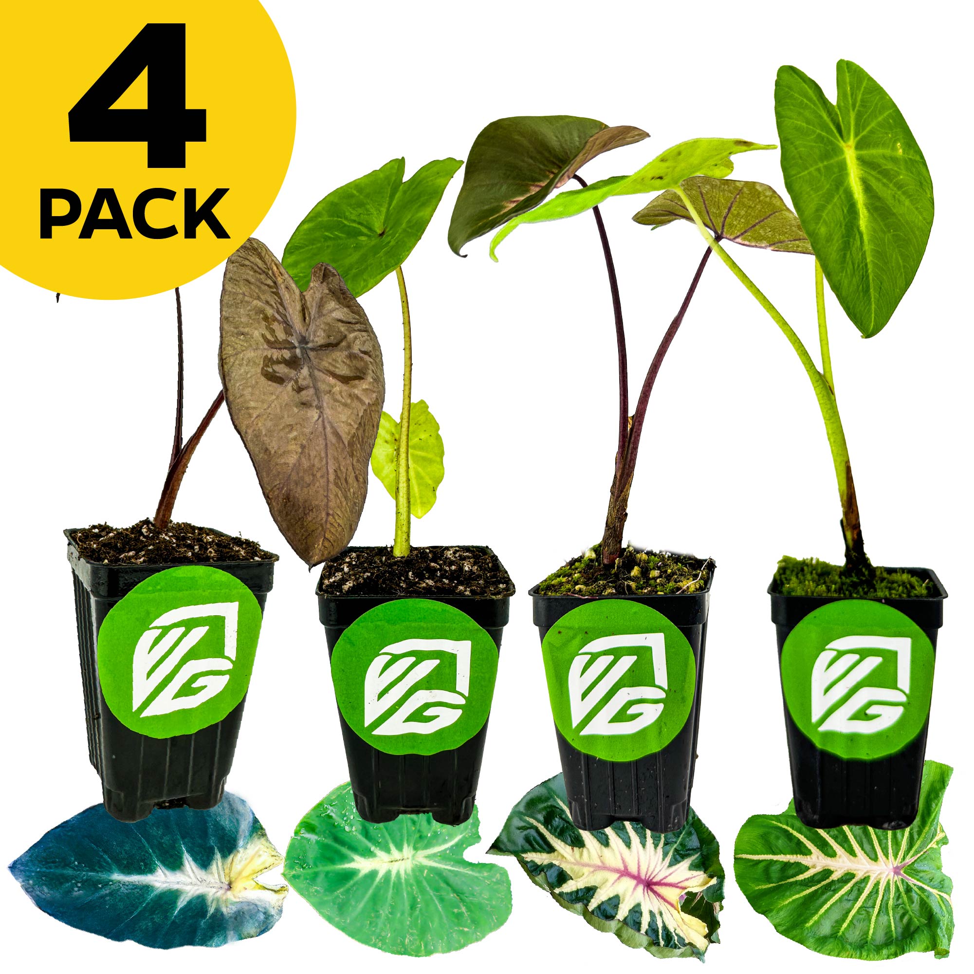 Bundle of 4 Wellspring Gardens Colocasias (Nancyana, Tropical Storm, Waikiki, White Lava) features heart-shaped leaves and a green logo on each pot. A yellow circle says "4 PACK" at top left; leaf varieties shown below each plant.