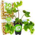 A small Crested Leopard Plant (Tractor Seat Plant, Farfugium japonicum 'Crispata') by Wellspring Gardens in a black pot with green label sits beside a "30 Days," "Easy to Grow," and "Non GMO" box with brown and white veggie designs.