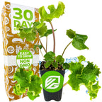 A small Crested Leopard Plant (Tractor Seat Plant, Farfugium japonicum 'Crispata') by Wellspring Gardens in a black pot with green label sits beside a "30 Days," "Easy to Grow," and "Non GMO" box with brown and white veggie designs.