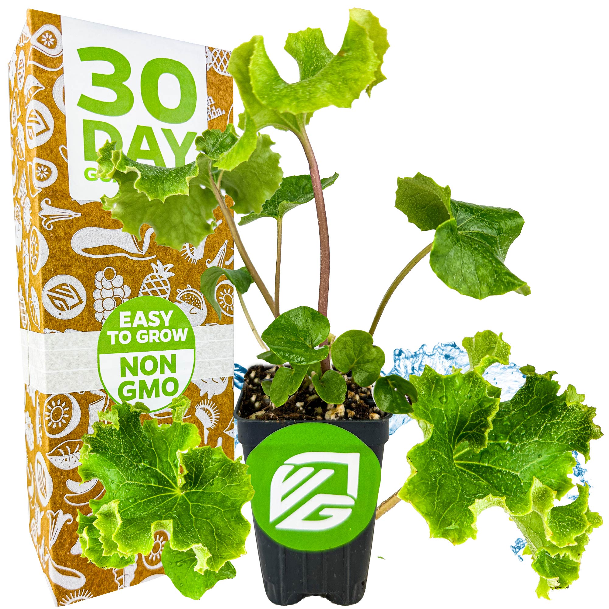 Crested Leopard Plant (Tractor Seat Plant) - Farfugium japonicum 'Crispata'