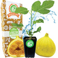 The Wellspring Gardens Deanna Fig Tree (Ficus carica) is shown potted with green leaves beside a ripe yellow honey fig, a sliced fig, and a Premium Limited Release box. Water splashes in the background.
