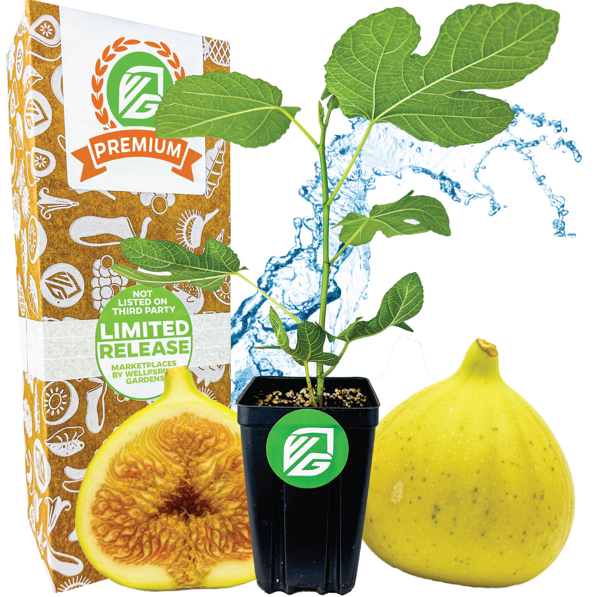 Deanna Fig Tree - Ficus carica