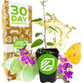 A Wellspring Gardens Florida Teabush (Pyramid Bush) - Melochia tomentosa potted plant with green logo sits by a 30 Day Guarantee box. Purple flowers, yellow butterfly, drought-tolerant green leaves, and gold liquid enhance this edible landscape on white.