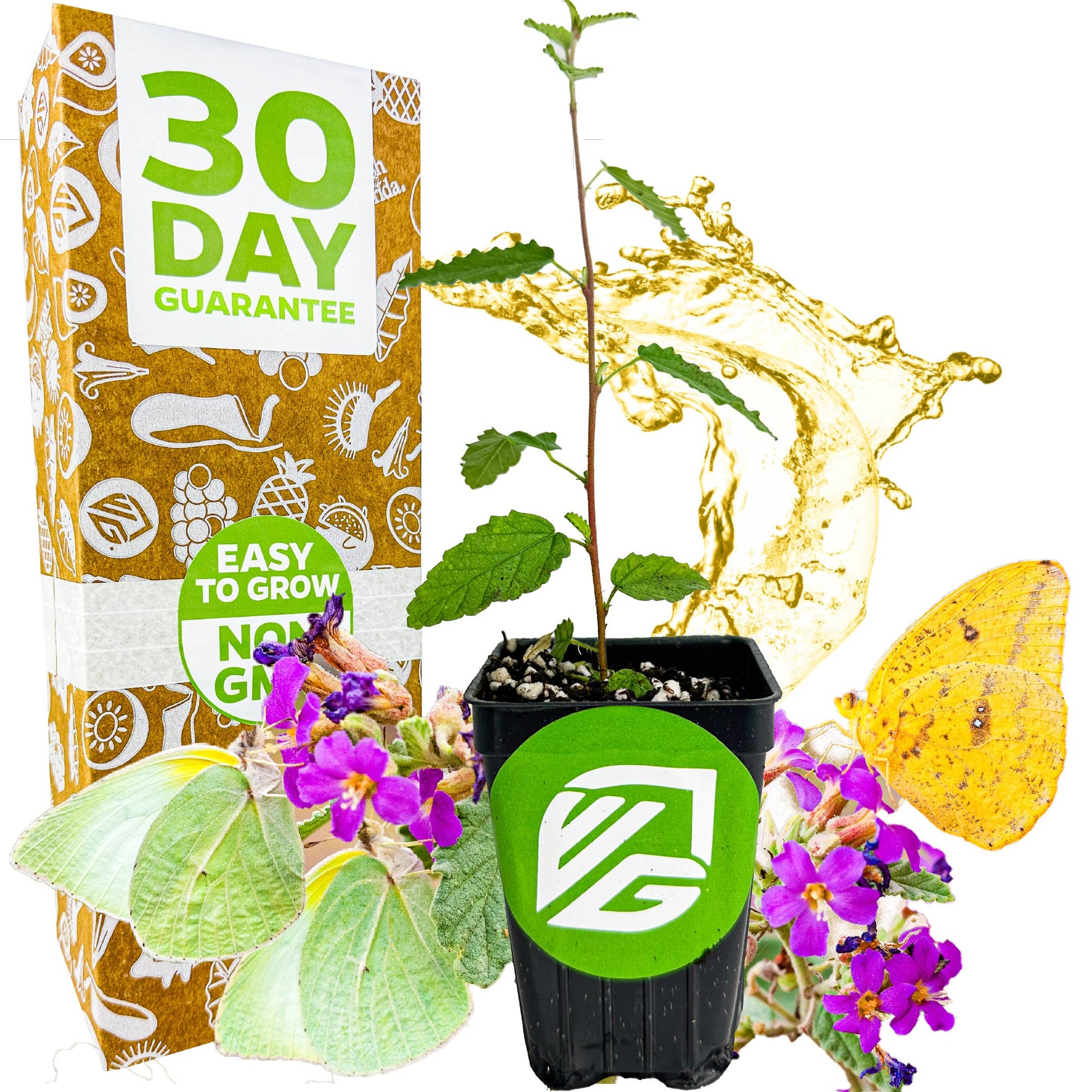 Florida Teabush (Pyramid Bush) - Melochia tomentosa