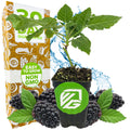 A young Prime-Ark Freedom Blackberry plant by Wellspring Gardens sits in a small pot before a 30 Day Guarantee box. Thornless, fresh blackberries and green leaves surround it, with Easy to Grow and Non-GMO labels visible.