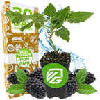 A young Prime-Ark Freedom Blackberry plant by Wellspring Gardens sits in a small pot before a 30 Day Guarantee box. Thornless, fresh blackberries and green leaves surround it, with Easy to Grow and Non-GMO labels visible.