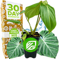A Wellspring Gardens Philodendron Gloriosum sits before packaging labeled "30 Day Guarantee," "Easy to Grow," and "Non-GMO." Its two large green leaves emphasize this air-purifying plant.