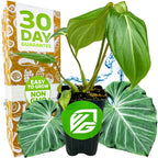 A Wellspring Gardens Philodendron Gloriosum sits before packaging labeled "30 Day Guarantee," "Easy to Grow," and "Non-GMO." Its two large green leaves emphasize this air-purifying plant.