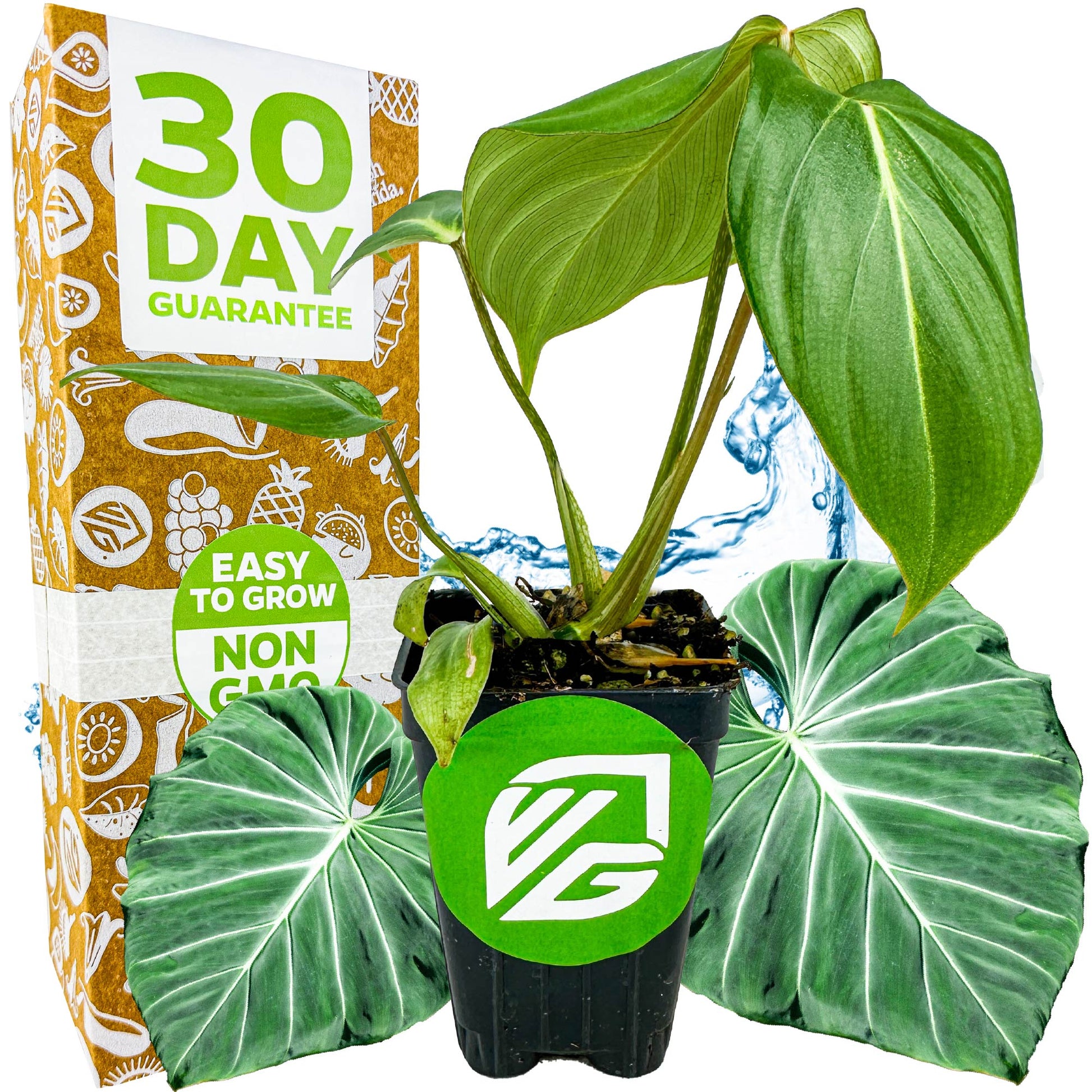 Philodendron Gloriosum - Philodendron