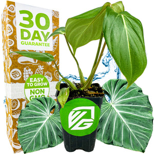 Philodendron Gloriosum - Philodendron