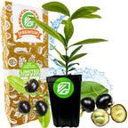 A Grumichama (Brazilian Cherry) Tree by Wellspring Gardens sits in a pot beside packaging marked 30 Day Guarantee, Easy to Grow, and Non GMO—perfect for growing with other edibles like Jaboticaba. Water splashes in the background.