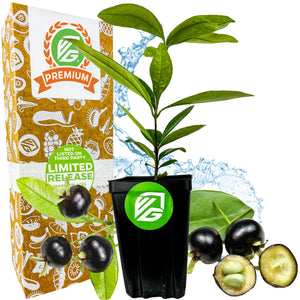 A Grumichama (Brazilian Cherry) Tree by Wellspring Gardens sits in a pot beside packaging marked 30 Day Guarantee, Easy to Grow, and Non GMO—perfect for growing with other edibles like Jaboticaba. Water splashes in the background.