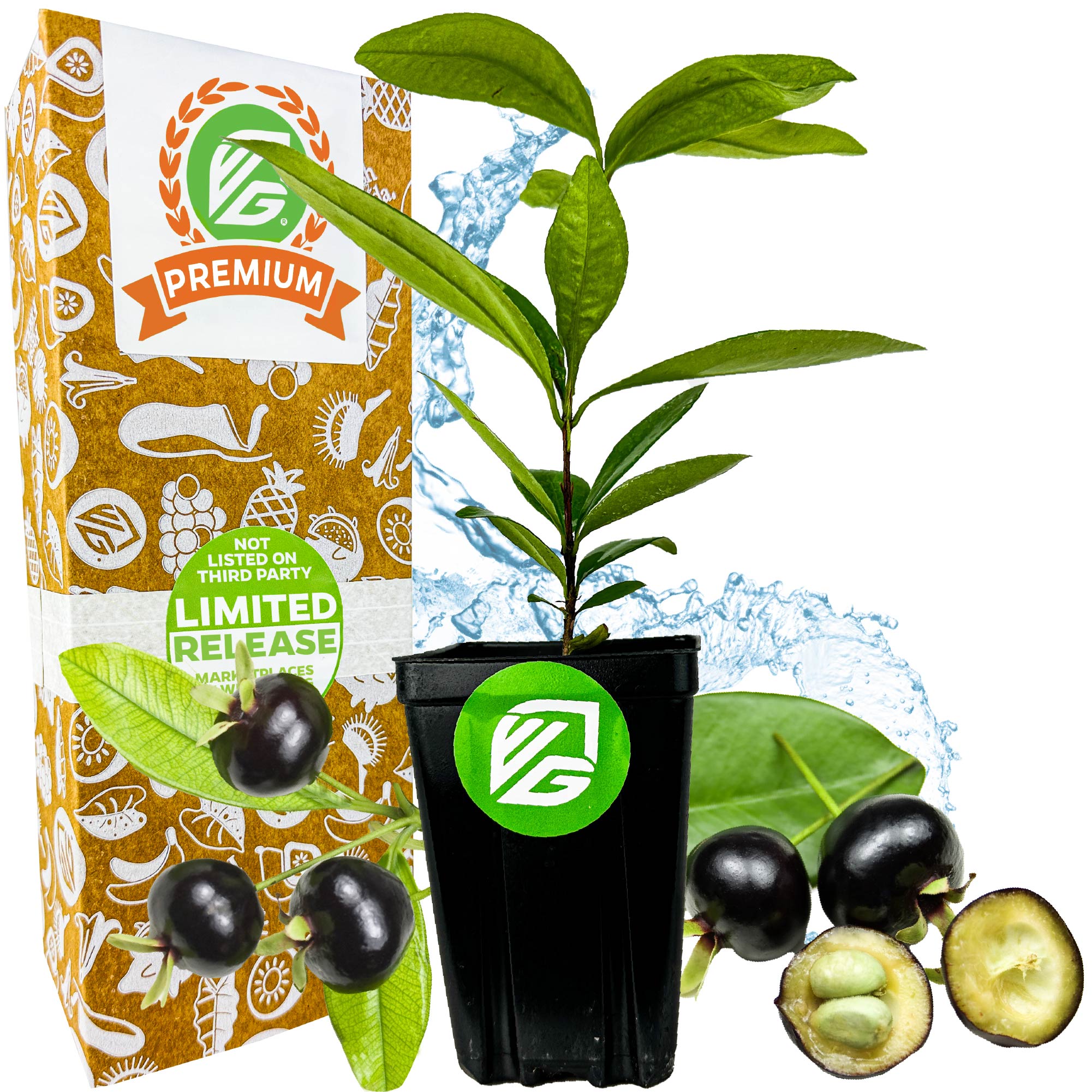A Grumichama (Brazilian Cherry) Tree by Wellspring Gardens sits in a pot beside packaging marked 30 Day Guarantee, Easy to Grow, and Non GMO—perfect for growing with other edibles like Jaboticaba. Water splashes in the background.