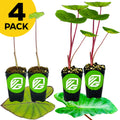 Four potted Hawaiian Colocasia plants—2 Blue Hawaii and 2 Hawaiian Punch by Wellspring Gardens—feature large green leaves and vibrant stems. A yellow "4 PACK" label appears in the top left, perfect for a tropical garden.