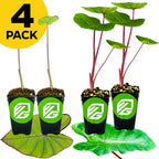 Four potted Hawaiian Colocasia plants—2 Blue Hawaii and 2 Hawaiian Punch by Wellspring Gardens—feature large green leaves and vibrant stems. A yellow "4 PACK" label appears in the top left, perfect for a tropical garden.