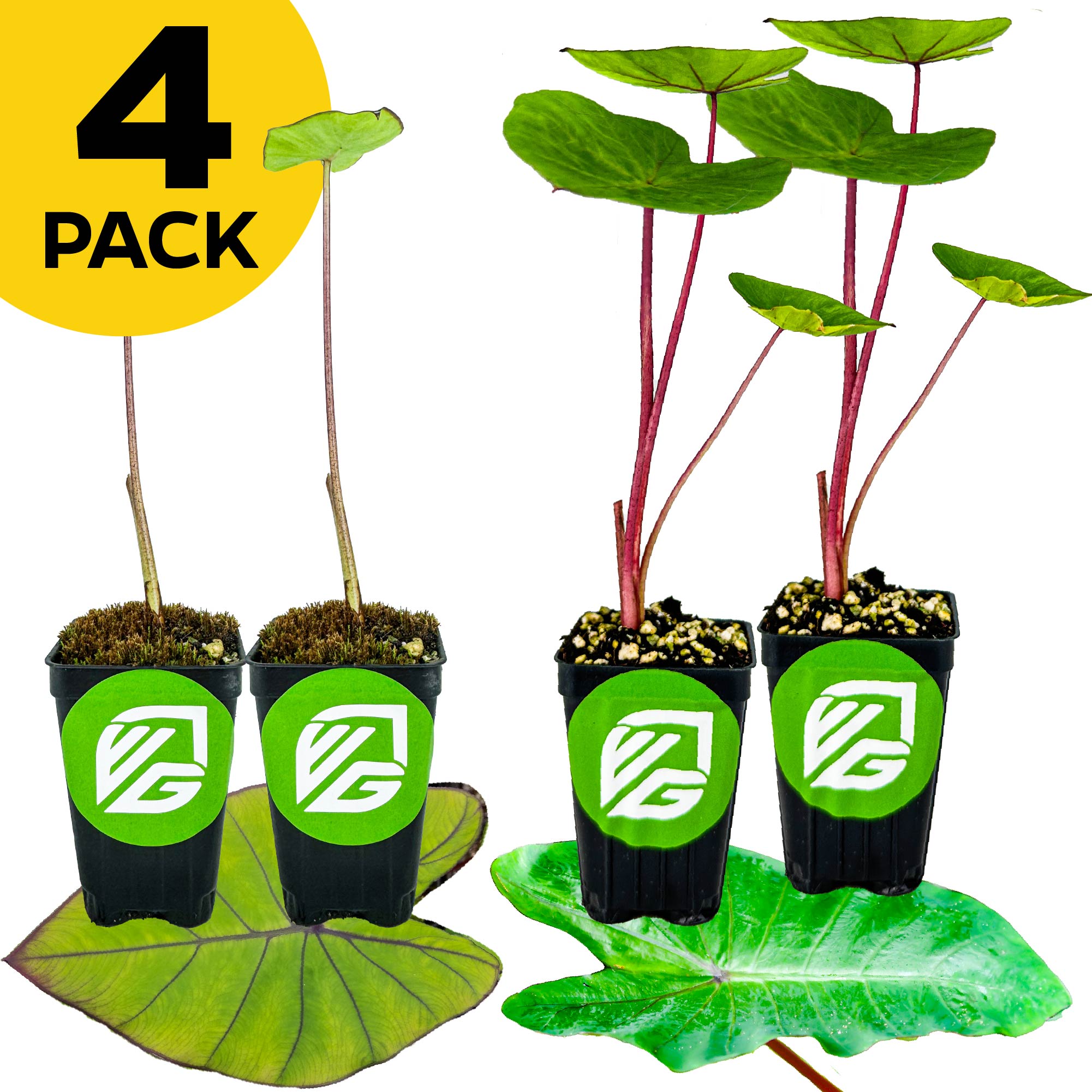 Four potted Hawaiian Colocasia plants—2 Blue Hawaii and 2 Hawaiian Punch by Wellspring Gardens—feature large green leaves and vibrant stems. A yellow "4 PACK" label appears in the top left, perfect for a tropical garden.