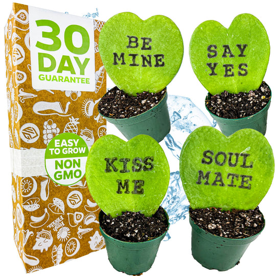 Bundle (4) of Valentine's Day Hoya Sweethearts with printed messages - Hoya Kerrii